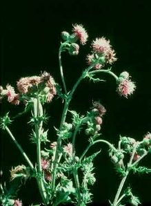 Canada Thistle plant image